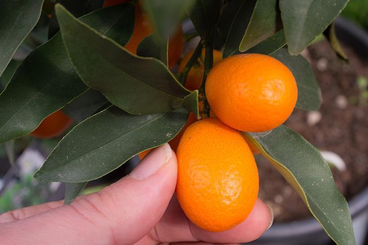 Kumquat