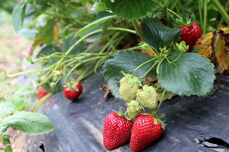 Kalkim Cilegi Nerede Yetisir