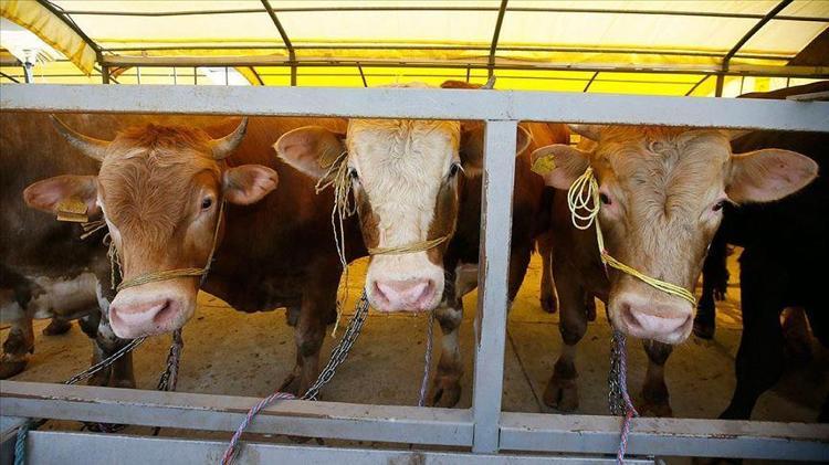 Kurban kesmeden önce yapılması gerekenler: Kurban duası ...