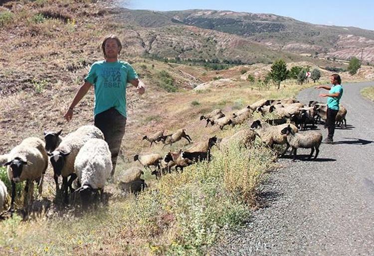 yurt disindaki kariyerini birakip sivas taki koyune geri dondu cobanlik yapiyor seyahat haberleri