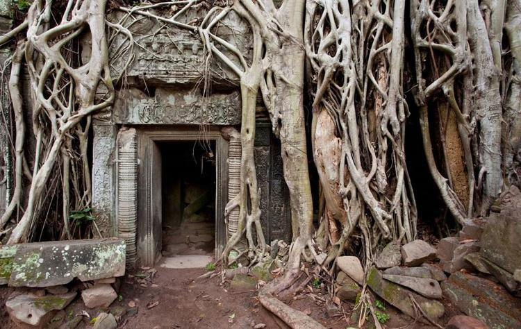 Ta Prohm Tapınağı - Kamboçya