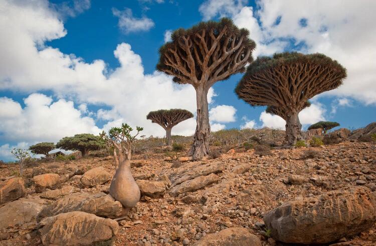 Sokotra Ejderha Ağacı - Yemen