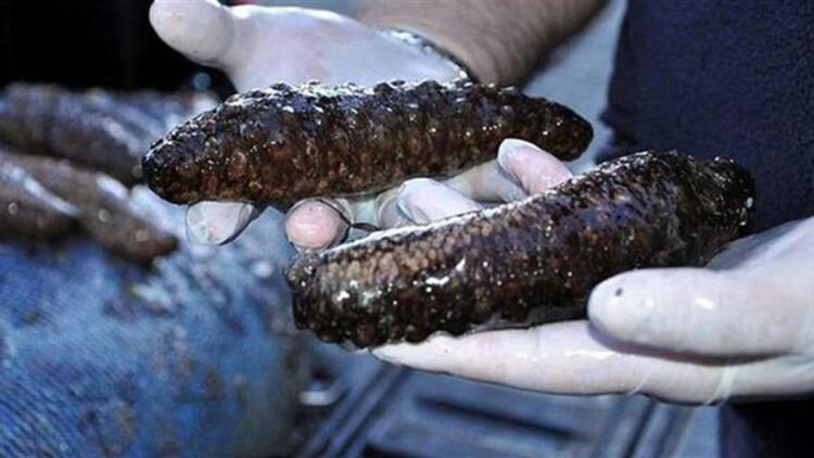 deniz hiyari deniz patlicani nedir yenir mi iste deniz hiyari hakkinda bilinmeyenler son dakika haberleri