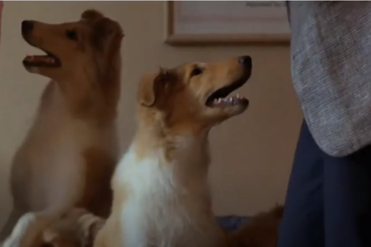 En Iyi Kopek Filmleri Yeni Ve Eski En Cok Izlenen Kopek Filmleri Listesi Ve Onerisi 2020