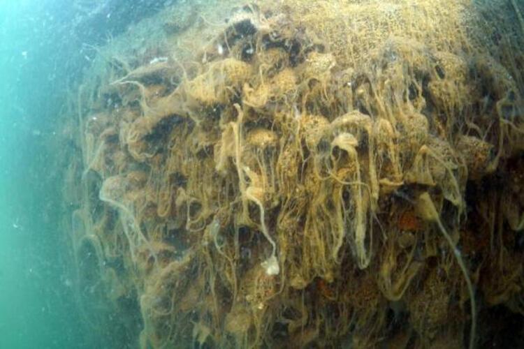 deniz salyasi musilaj nedir neden olur iste marmara denizi ndeki son durum son dakika flas haberler