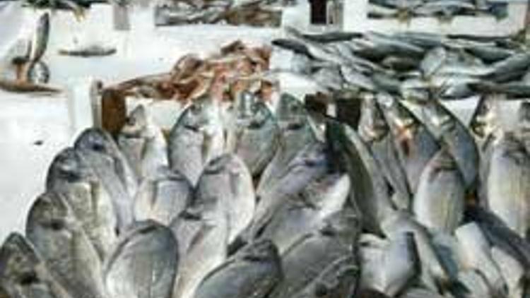“Karadeniz'de birçok tür yok oldu”
