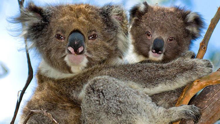 Avustralya'da 686 koala öldürüldü - Son Dakika Güncel Haberler