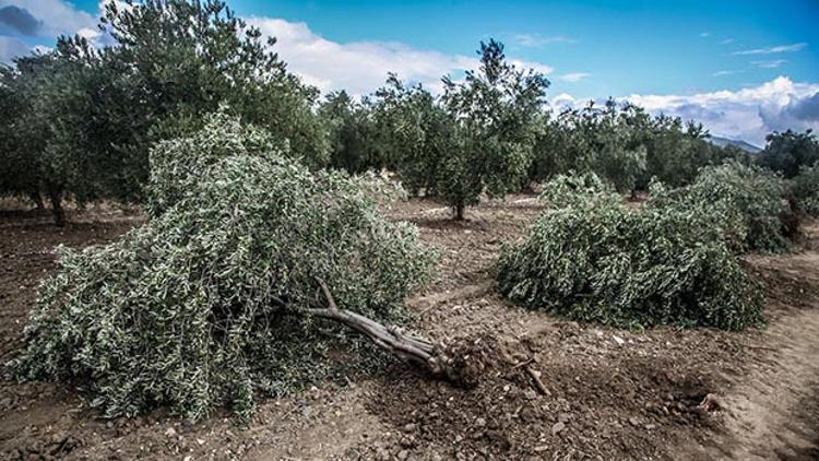 Soma'da santral için zeytin ağaçları kesildi