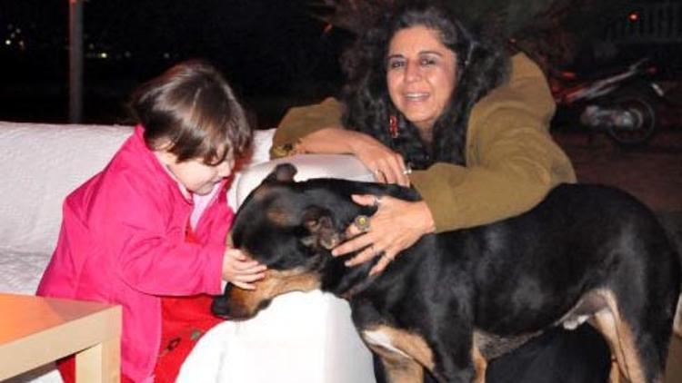 Bodrum'da Köpek katliamı