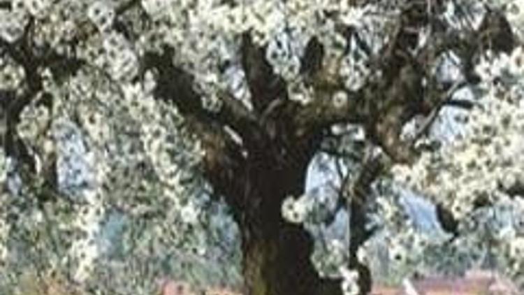 Bu yıl bahar erken gelecek