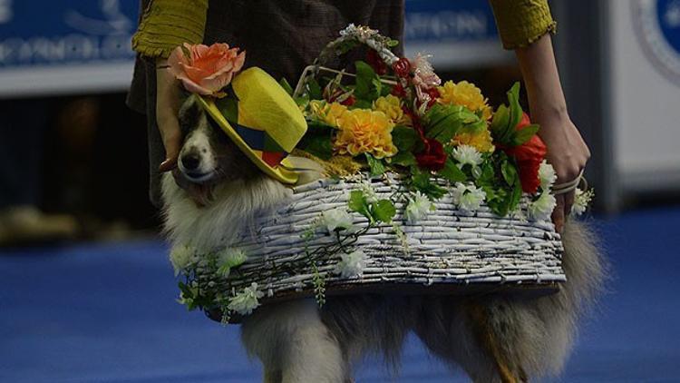 Moskova'da köpek fuarı