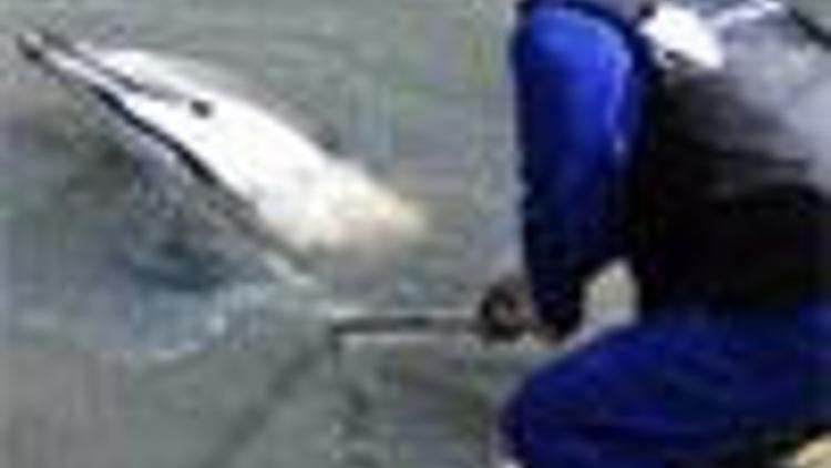 Dolphin trapped in the Golden Horn rescued by local construction workers
