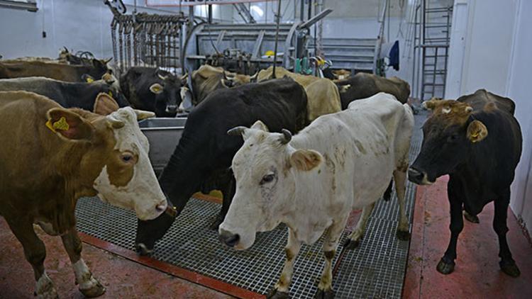 Tarım Bakanlığı elde kalan kurbanlıkların kilogramını 10.50 TL'den alacak