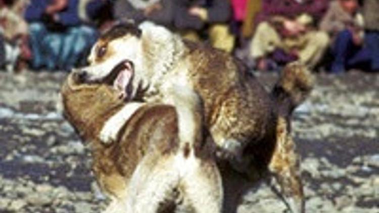 Köpek dövüştürenlere 1645'er YTL para cezası