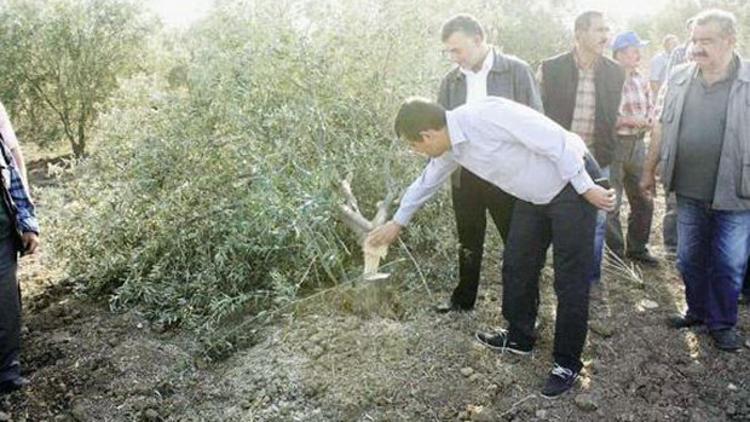 Dava sonuçlanana kadar ağaç kalmazsa