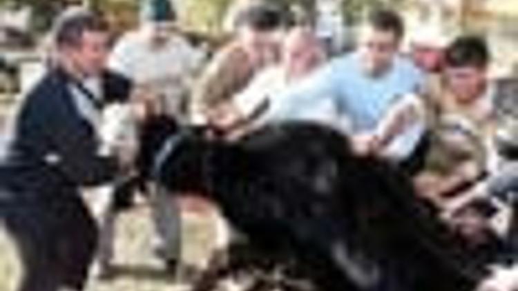 More than 2,500 butchers injured in Turkey during Feast slaughters