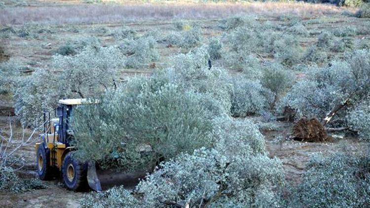 6 bin zeytin ağacı kesildi, Danıştay'dan yürütmeyi durdurma kararı çıktı