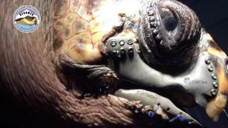 Caretta carettaya '3D çene protezi' takıldı