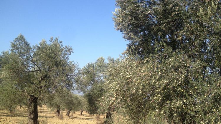 Ovilo’ya Avrupa'dan 2 ödül