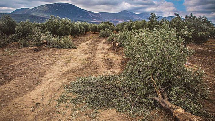 Zeytin arbedesi