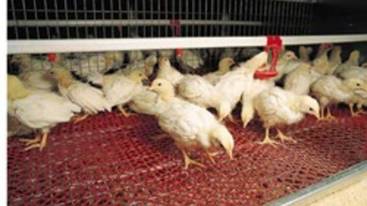Tavuk eti üretimi arttı Haberler