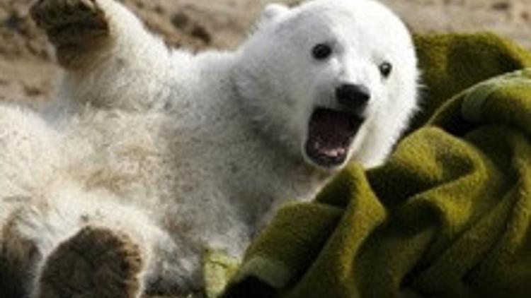 Knut'un doÄŸum günü coÅŸkusu