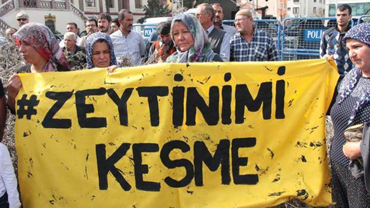 Termik santral için kesilen zeytin ağaçlarını valilik önüne bıraktılar