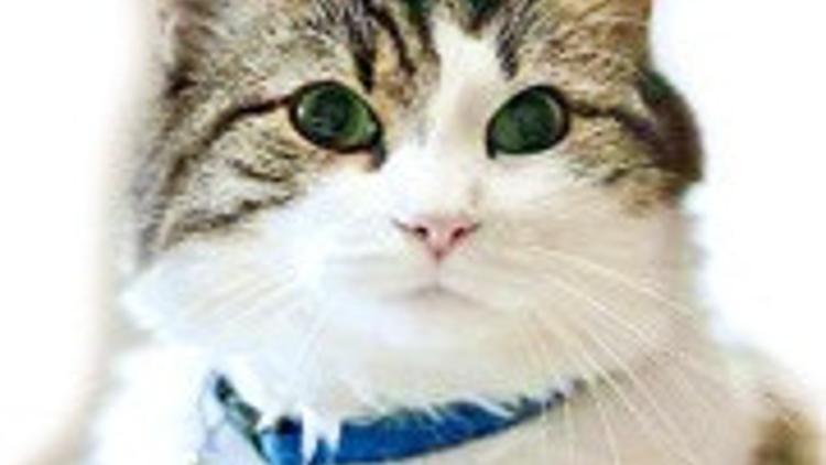 Medyum kedi