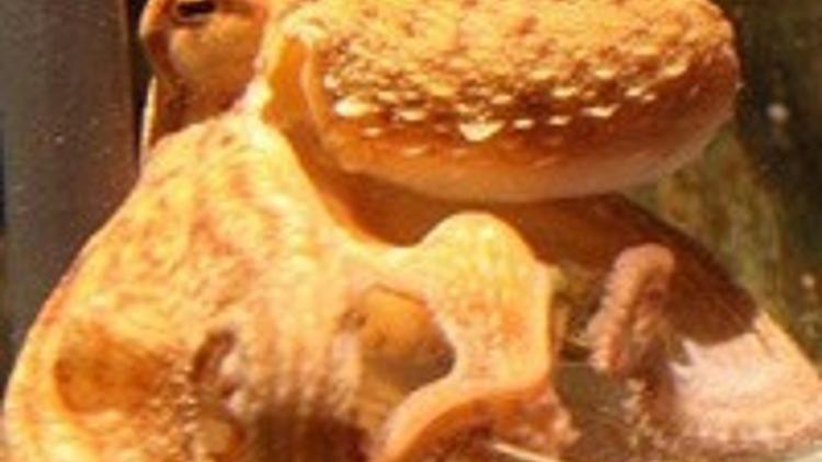 &lsquo;Kahin ahtapot&rsquo;tan Almanlara şok - Haberler