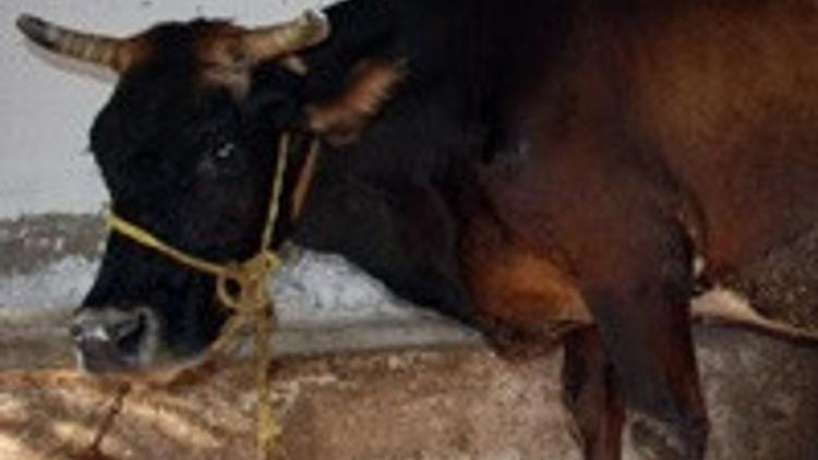 Yunanistan'dan Türkiye'ye kaçan inek sahibine teslim edildi