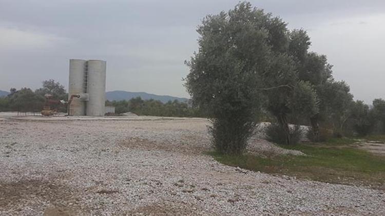 Aydın'da jeotermal enerji için zeytin ağaçları kesildi