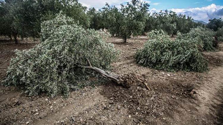 Kamulaştırma devam ederken ağaçları kestiler