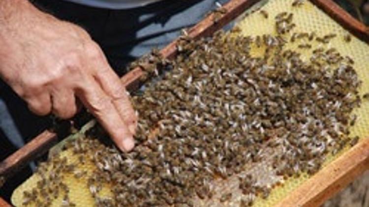 Dünya pazarına Zonguldak'tan girecek