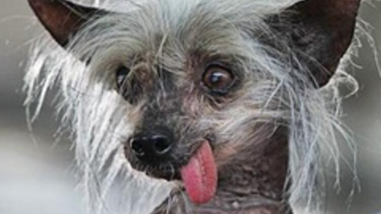 'Dünyanın en çirkin köpeği' öldü - Son Dakika Haberler