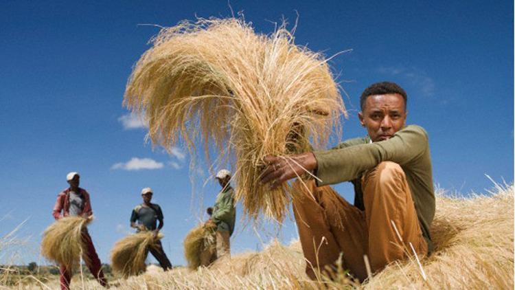 Teff nedir? Faydaları nelerdir?
