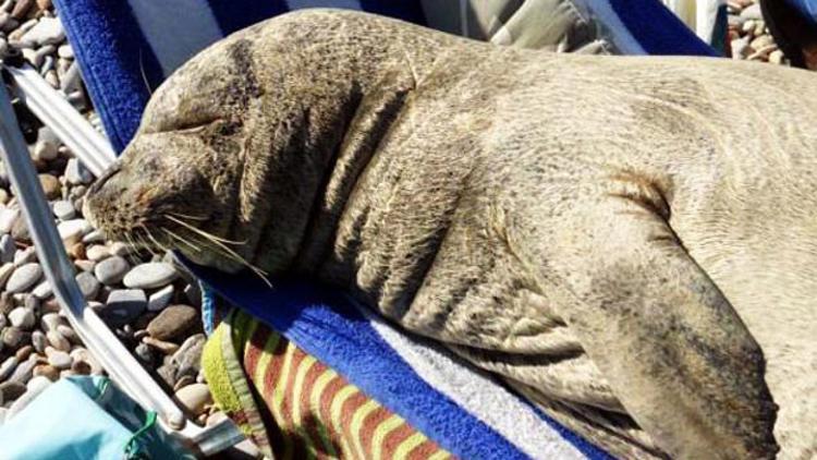 Bodrum'da plajda fok sürprizi