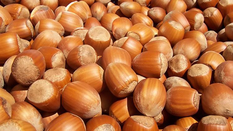 Fındıkta yeni sezon öncesi tüm kurumların rekorte tahmini farklı