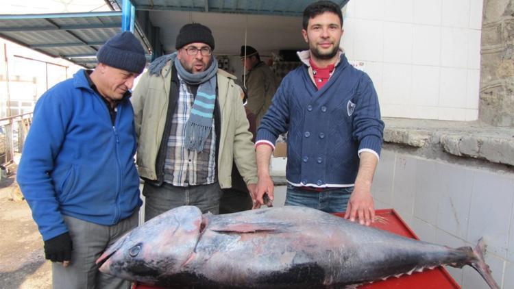 Hisarcık’ta 100 kiloluk orkinos balığı ilgi odağı