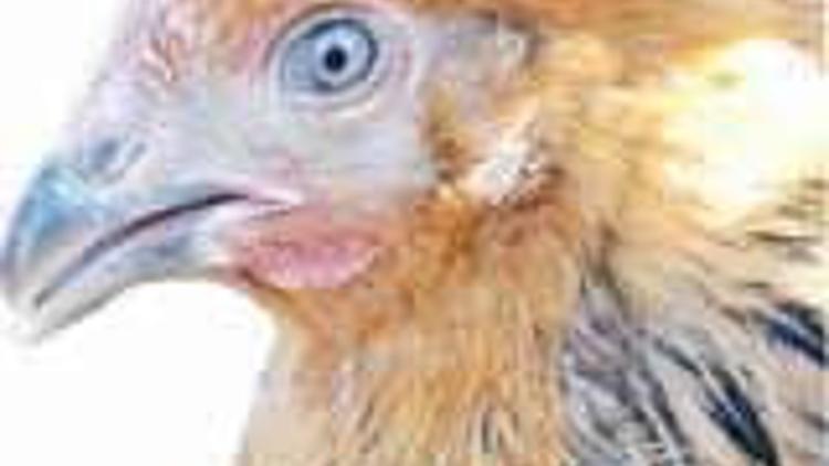 Kuş gribi Vietnam'da bir can daha aldı