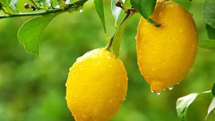 Rusya kabak ve limonu bile yasaklıyor