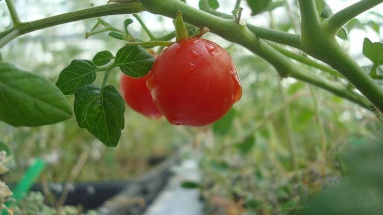 Uzay Topraginda Domates Yetistirmeyi Basardilar Son Dakika Haberler