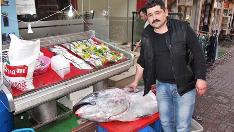 Aydın'da yakalanan orkinosun midesinden 20 kilo hamsi çıktı