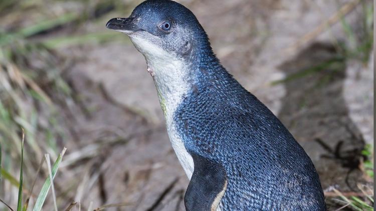 Penguenlere saldıran ‘insan’ aranıyor