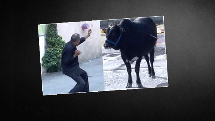 Kaçan danaya karateli gözdağı