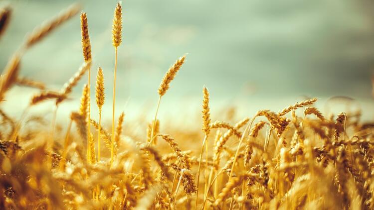 Buğday ve mısırda stoklar artıyor
