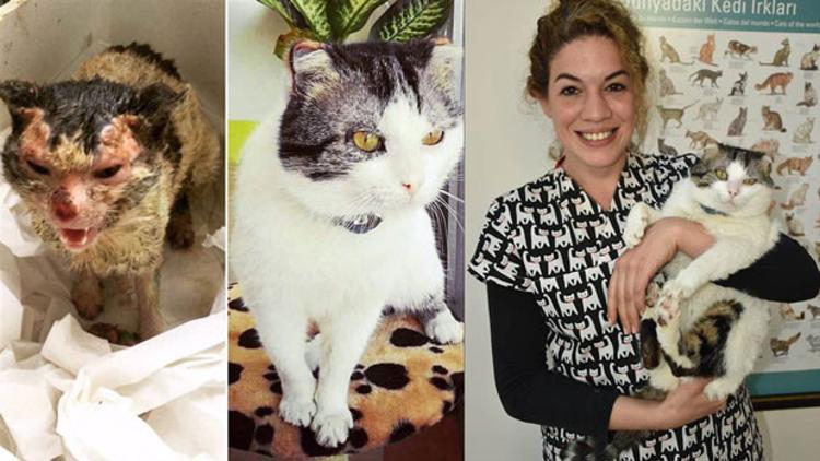 İzmirli veterinerin 'kapısını çalan' sokak kedisi yeniden doğdu