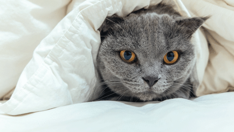 evde kedi besleyenlerin cok iyi bildigi 12 durum magazin haber