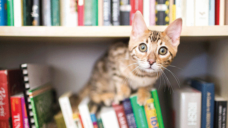 Bir Kitap Hayatinizi Degistirir Ama Bir Kedi Daha Fazla Degistirir Keyif Haberleri
