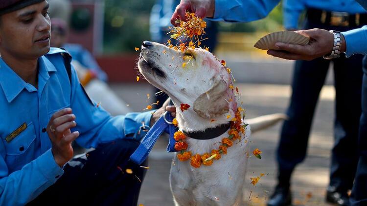 Hindistan’da ilginç bir gelenek: Köpekle evlenme festivali 