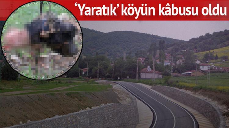 Bilecik'te dehşet! 'Bu yaratık 25 köpeğimizi yedi, kurt değil'